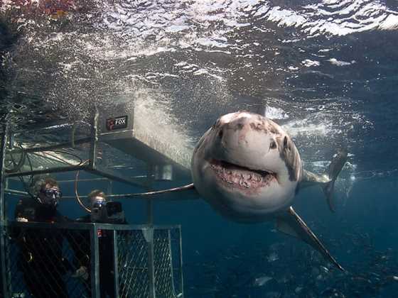 Rodney Fox Shark Expedition
