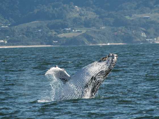 Whale Watch Experience/Pacific Explorer