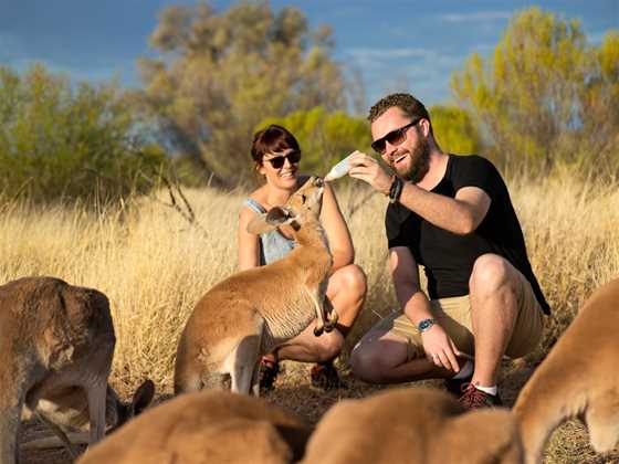 The Kangaroo Sanctuary Alice Springs