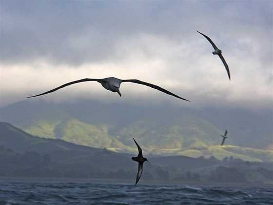 Albatross Encounter