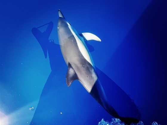 Bay Explorer Dolphin and Wildlife Cruise