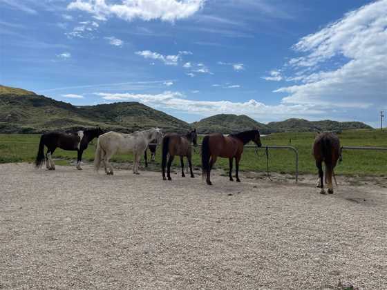 Cape Farewell Horse Treks