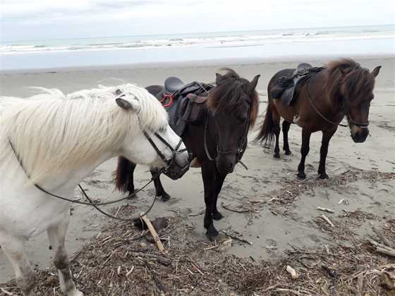 Christchurch Icelandic Horse Treks