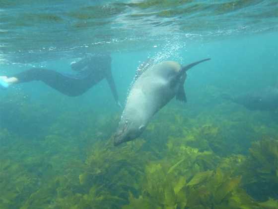 Diveworks Charters: Dolphin and Seal Encounters