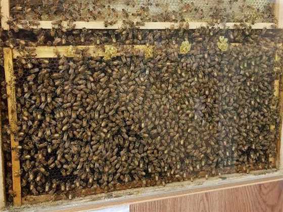 Honeybee World