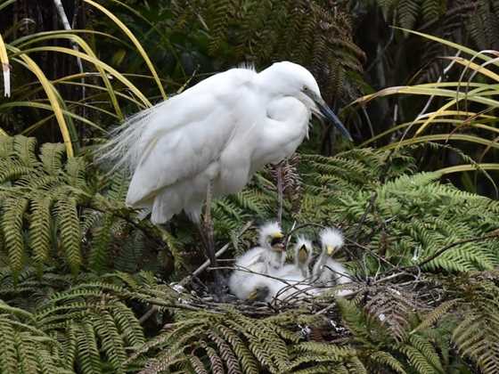 White Heron Sanctuary Tours, Whataroa
