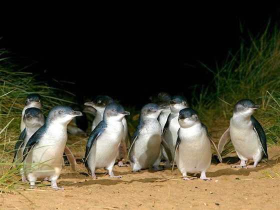 Phillip Island Penguin Parade Tour