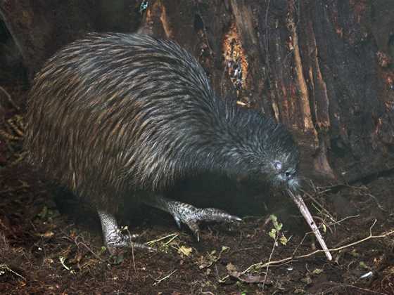 Nocturnal Wonders: Tawharanui Kiwi Spotting and Stargazing Tour