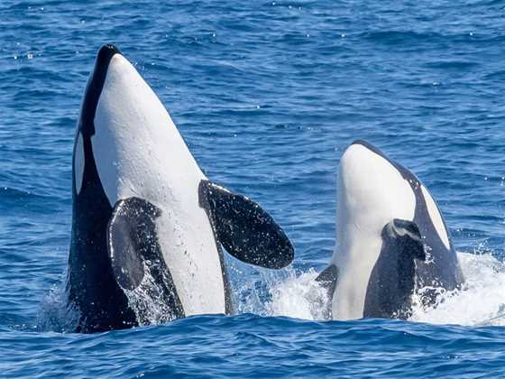 Bremer Bay Killer Whale Expeditions