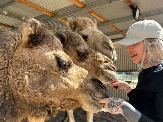 Yoga with Camels and Luxury Picnic