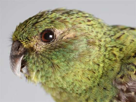 Meet the Museum: The Search for the Night Parrot