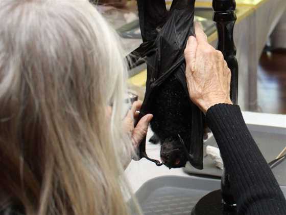 The Art and Science of Taxidermy: Bat