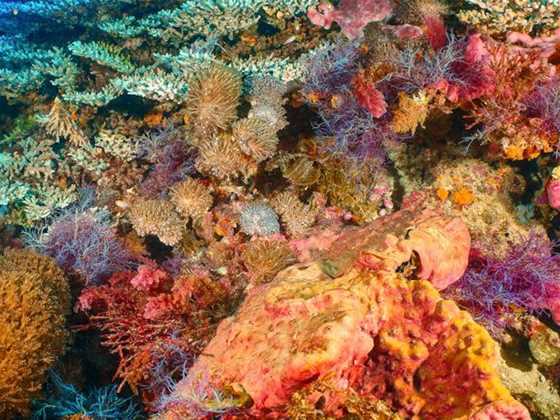 Fathoming the Abrolhos: An Underwater Exploration Exhibition 