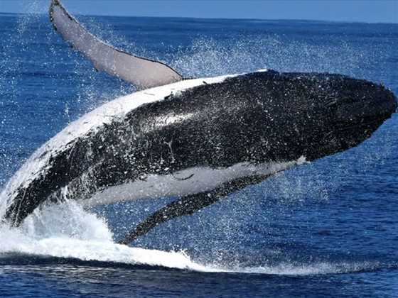 Amazing Whale Watching Spectator experiences in Perth