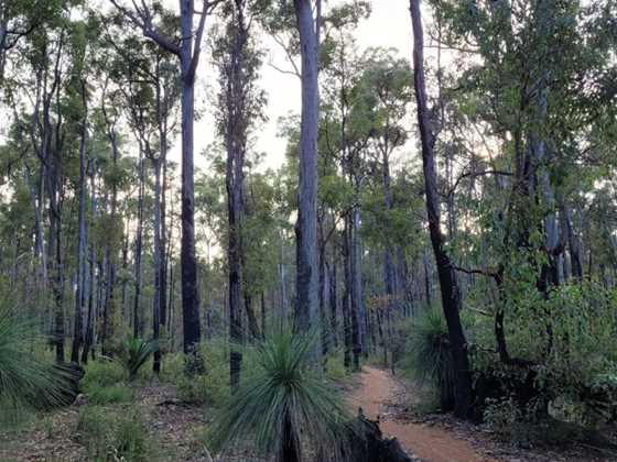 Discover Forest Bathing