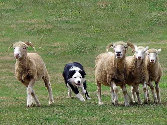 Badgingarra Sheep Dog Trials