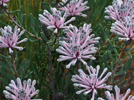 Wildflower Walk around Star Swamp