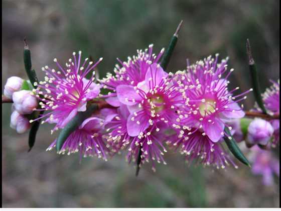 Wildflower Walk around Landsdale Conservation Park