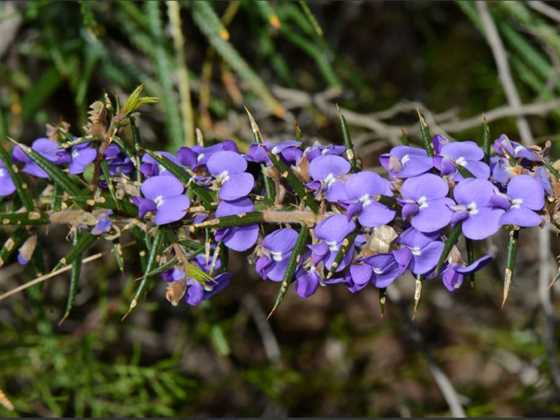 Wildflower Walk around Lake Gwelup