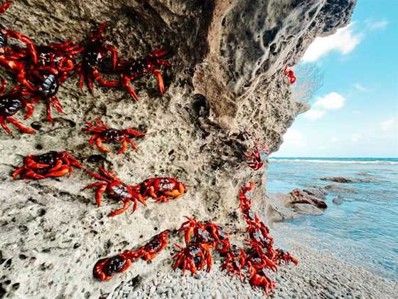 Red Crab Migration