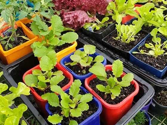 Busselton Community Garden Markets