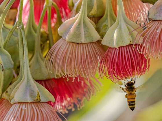 WA’s Special Eucalypts - Guided Walk