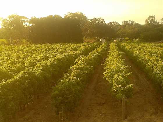 Conte Estate Wines