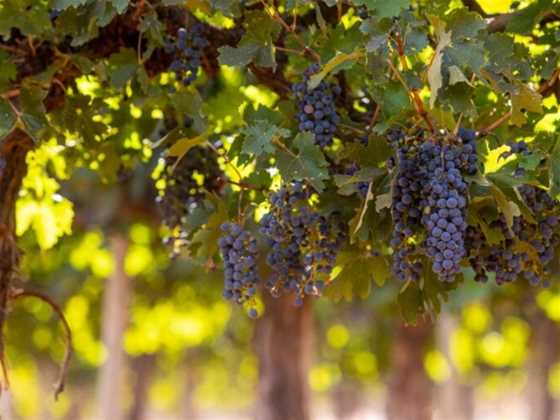 Portia Valley Wines